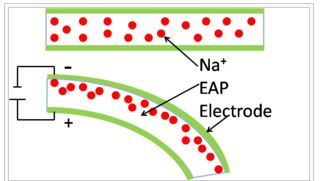 Electroactive polymers