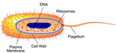 biology study guide