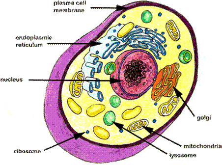 biology study guide