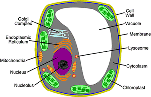 biology study guide