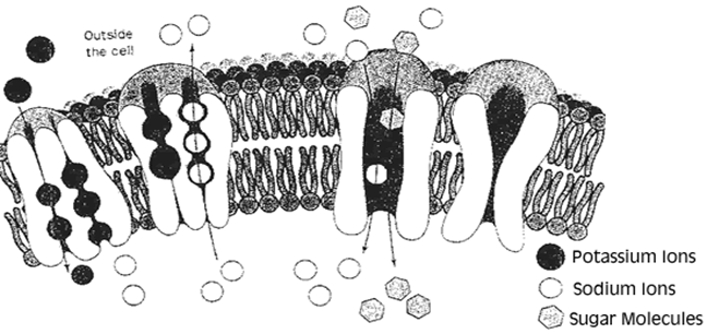 biology study guide