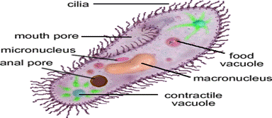 biology study guide