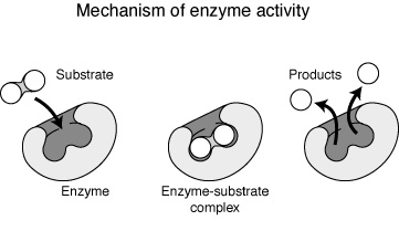 biology study guide