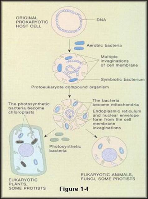 biology study guidebiology study guide