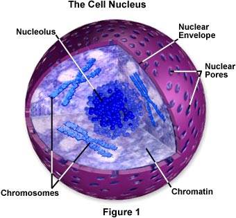 cell